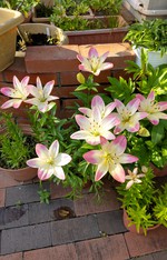 2021 百合の花日記 partⅠ
