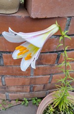 2021 百合の花日記 partⅠ