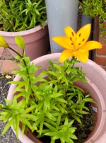 2021 百合の花日記 partⅠ