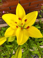 2021 百合の花日記 partⅠ