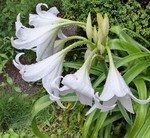 2021 百合の花日記 partⅠ