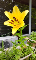 2021 百合の花日記 partⅡ