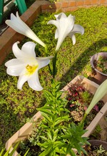 2021 百合の花日記 partⅡ