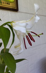 2021 百合の花日記 partⅡ