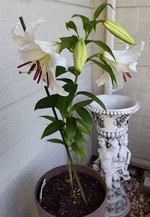 2021 百合の花日記 partⅡ