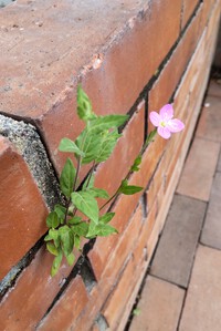 ここで咲く花