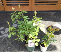 お家に薔薇を植えよう～♪