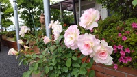 6月の花々