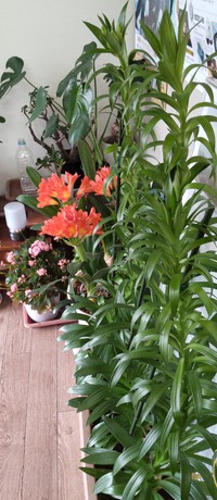 花よ咲け♫百合の花①