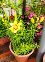 2021 百合の花日記 partⅠ