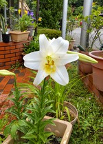 2021 百合の花日記 partⅡ