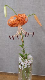 2021 百合の花日記 partⅡ