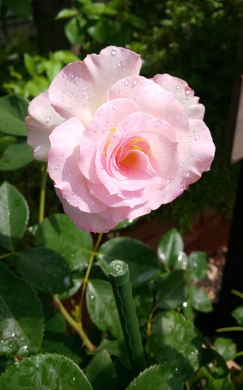 ｽﾃﾌｧﾆｰ ｸﾞｯﾃﾝﾍﾞﾙｸﾞの薔薇の花
