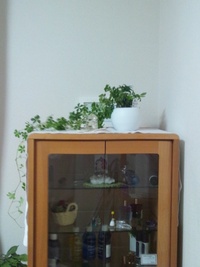 観葉植物がやってきました