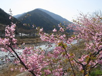 さくら　桜　サクラ・・・
