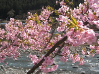 さくら　桜　サクラ・・・