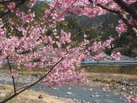 さくら　桜　サクラ・・・