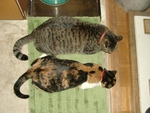 我が家の猫（長男と長女）