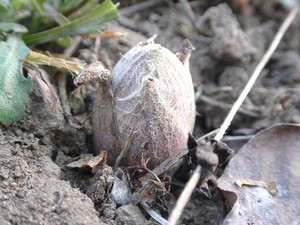 ・春の便り、”蕗の薹”の味覚は大切