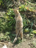 末っ子の飼い猫