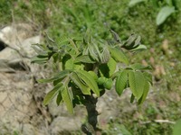 胡桃の新芽