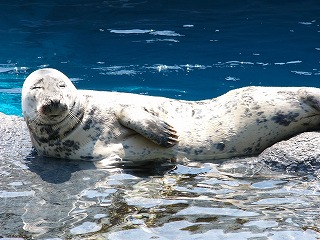 鳥羽水族館2