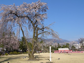 駒つなぎの桜