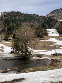 まだ間に合う春の絶景！高山村「ゆうゆうランド」でお花見散歩