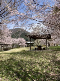 まだ間に合う春の絶景！高山村「ゆうゆうランド」でお花見散歩