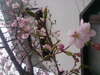 今日の桜〜♪