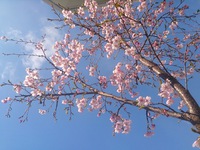 やっぱり桜は青空がいい♪