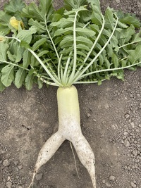 大根