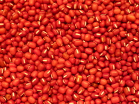 小豆の収穫