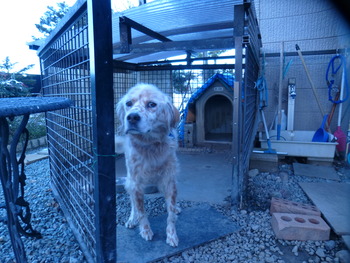 妹の愛犬・まーぶる君