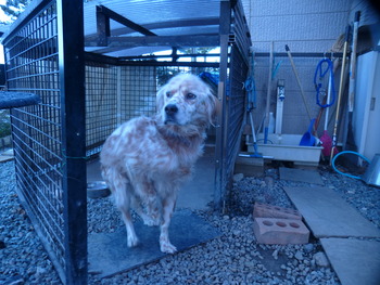 妹の愛犬・まーぶる君