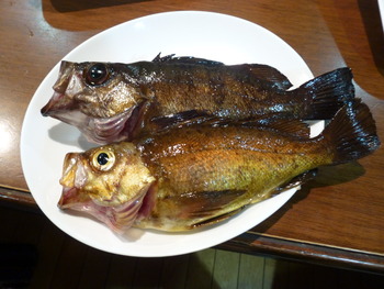 黑メバル・釣り人竹さん！ありがとう②