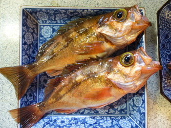 ウスメバルのママ（産卵前）