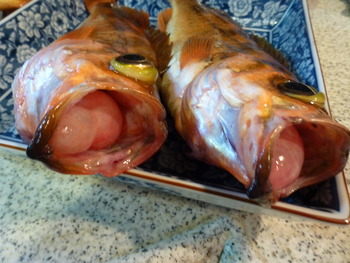 ウスメバルのママ（産卵前）