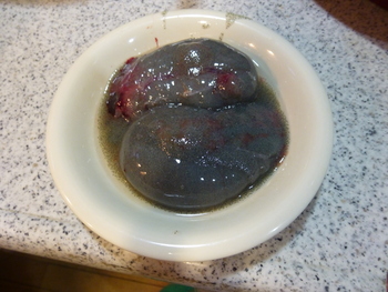 ウスメバルのママ（産卵前）