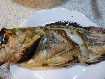 ウスメバルのママ（産卵前）