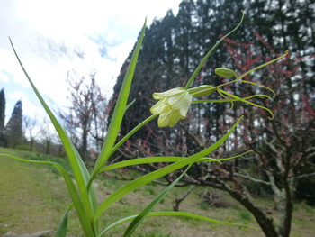 秘密の花園・2013