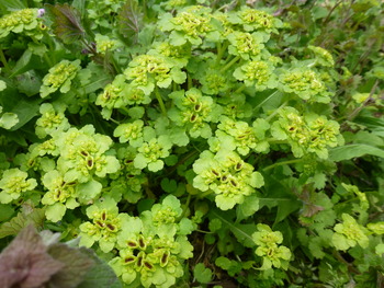 秘密の花園・2013