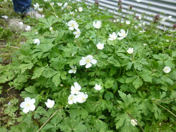 秘密の花園・2013