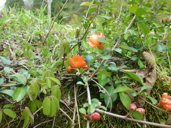 秘密の花園・2013