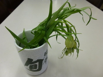 秘密の花園・2013