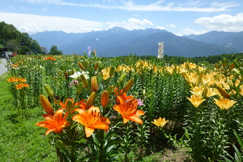 富士見高原☆花の里