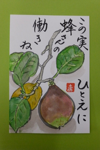 椿の実、今年も実りました。