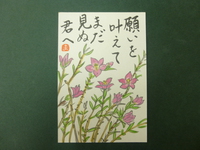 サザンクロス咲きました。