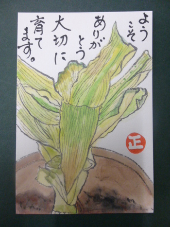 浜木綿を株分けして頂きました。
