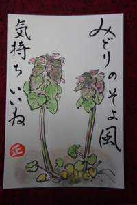 姫踊り子草（ﾋﾒｵﾄﾞﾘｺｿｳ）
